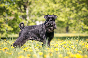 Standard Schnauzer